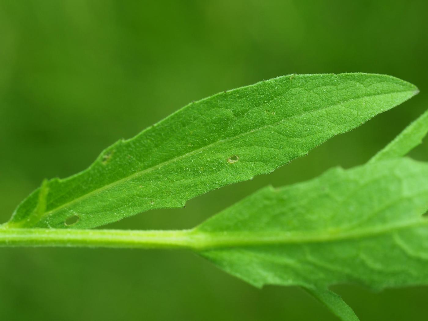 Knapweed, Common leaf